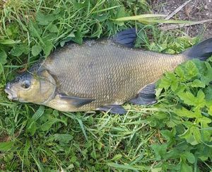 Common Bream