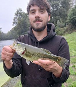 Largemouth Bass