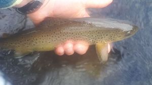 Brown Trout