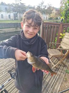 European Perch