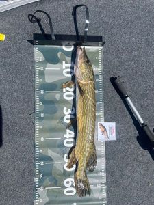 Chain Pickerel