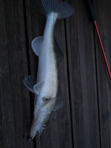 Zander