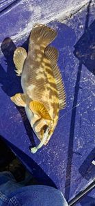 Ballan Wrasse