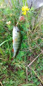 European Perch