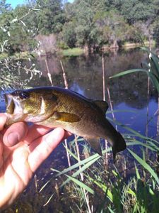 Largemouth Bass