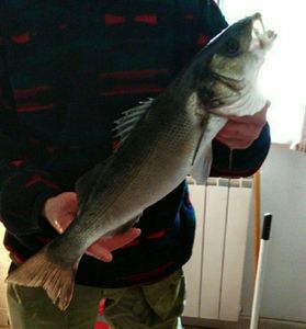 European Bass (Seabass)