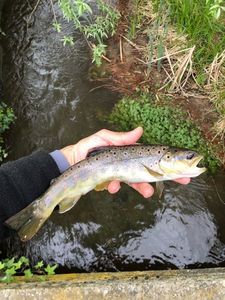 Brown Trout