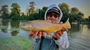 Brown Trout
