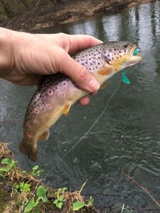 Brown Trout