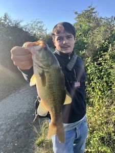 Largemouth Bass