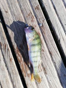 European Perch
