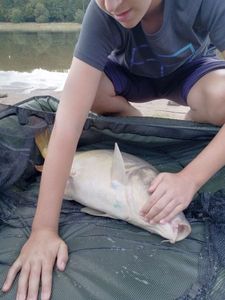 Leather Carp
