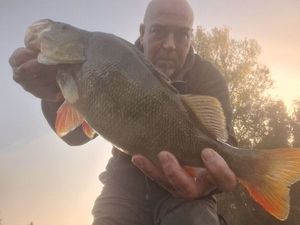 Golden Perch