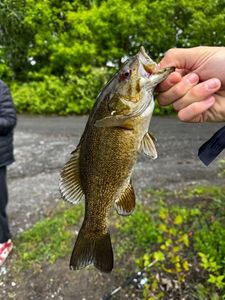 Smallmouth Bass