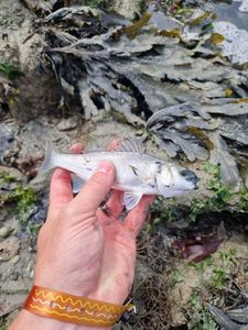 European Bass (Seabass)