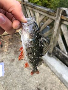 European Perch