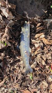Brown Trout