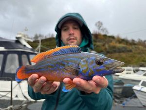 Cuckoo Wrasse