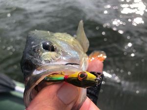European Perch