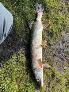 Northern Pike
