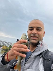 European Perch