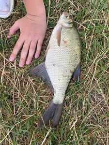 Common Bream