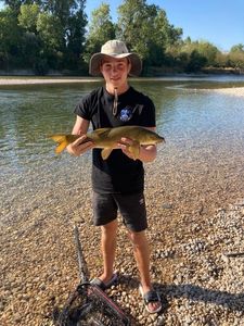 Barbel