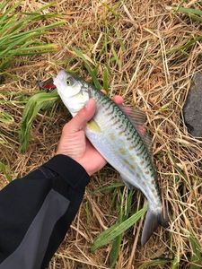 Kahawai (Australian Salmon)