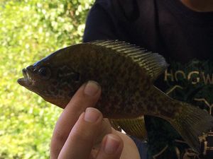 Green Sunfish