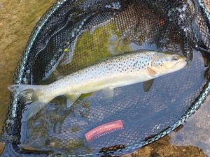 Brown Trout