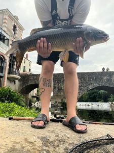 Common Carp