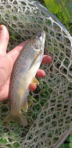 Brown Trout