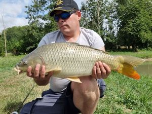Common Carp