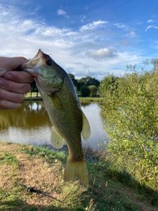 Largemouth Bass