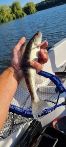 Zander