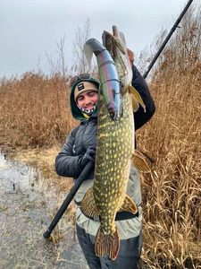Northern Pike