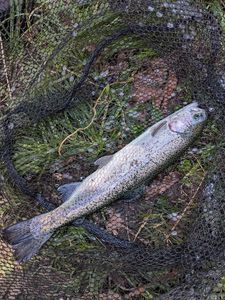 Rainbow Trout