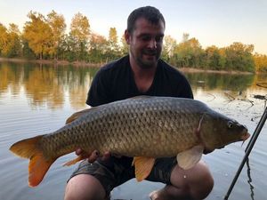 Common Carp