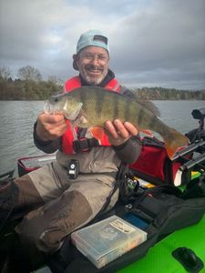 Yellow Perch