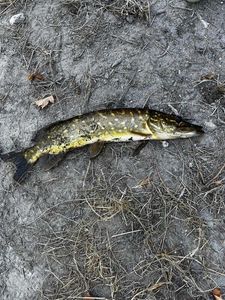 Northern Pike