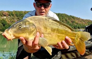 Mirror Carp