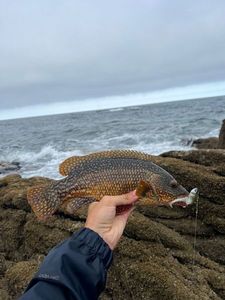 Ballan Wrasse