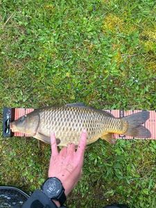 Common Carp
