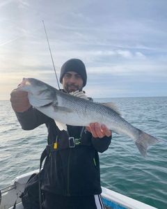 European Bass (Seabass)