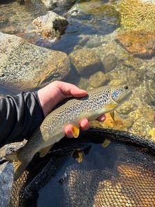 Marble Trout