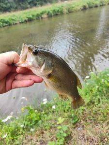 Largemouth Bass