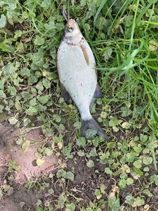 Common Bream