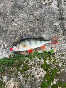 European Perch