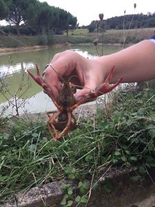 Spinycheek Crayfish