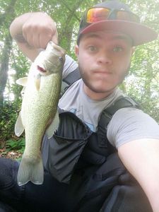 Largemouth Bass